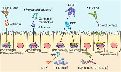 Crosstalk between gut microbiota and metastasis in colorectal cancer: implication of neutrophil extracellular traps